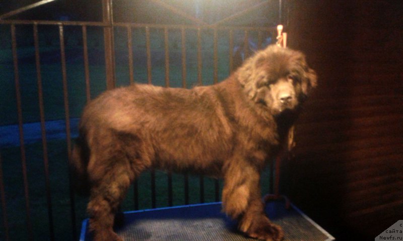 Фотография № 196185