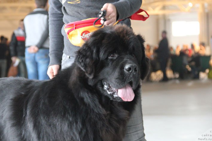 Фотография № 196190