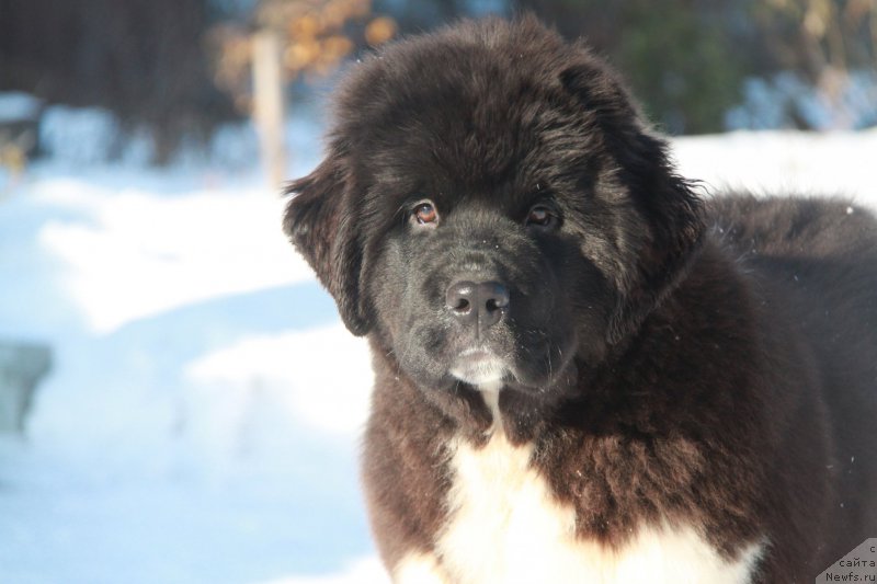 Фото: ньюфаундленд Аквиан Сонг Ривер оф Тайм