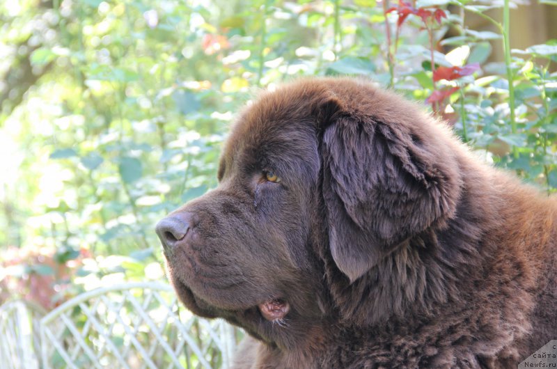 Фотография № 196194