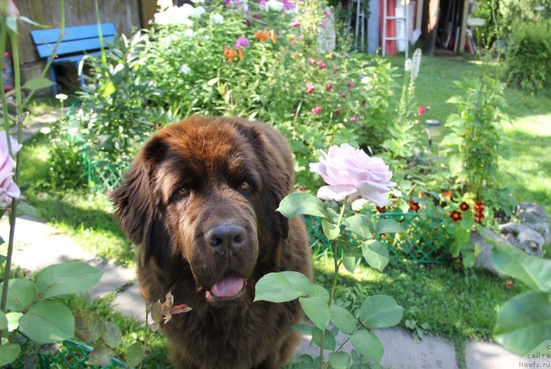 Фото: ньюфаундленд Черный Шарм Ангельская Красота (Chernyi Sharm Angel'skaya Krasota)