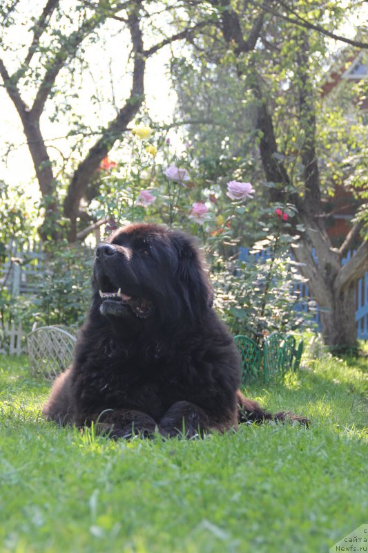 Фото: ньюфаундленд Чанси из Золотого Треугольника
