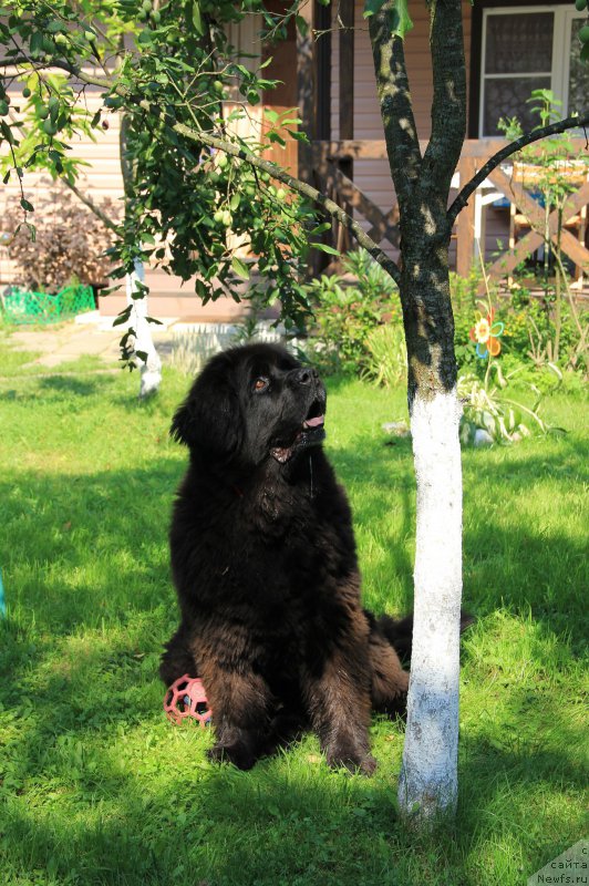 Фото: ньюфаундленд Чанси из Золотого Треугольника
