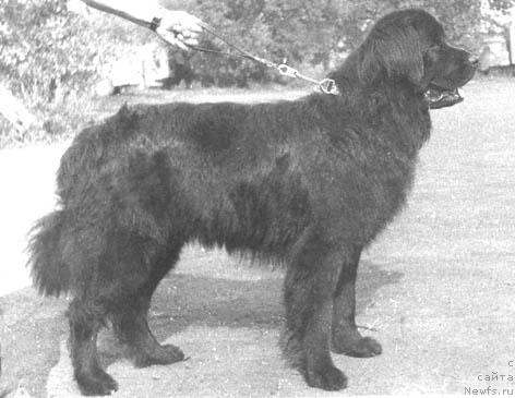 Фото: ньюфаундленд Филджеральд