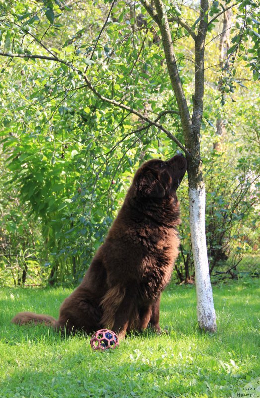 Фото: ньюфаундленд Черный Шарм Ангельская Красота (Chernyi Sharm Angel'skaya Krasota)