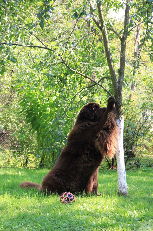 Фото: ньюфаундленд Черный Шарм Ангельская Красота (Chernyi Sharm Angel'skaya Krasota)