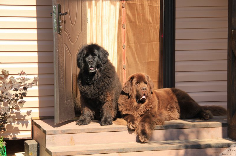 Фото: ньюфаундленд Чанси из Золотого Треугольника, ньюфаундленд Черный Шарм Ангельская Красота (Chernyi Sharm Angel'skaya Krasota)