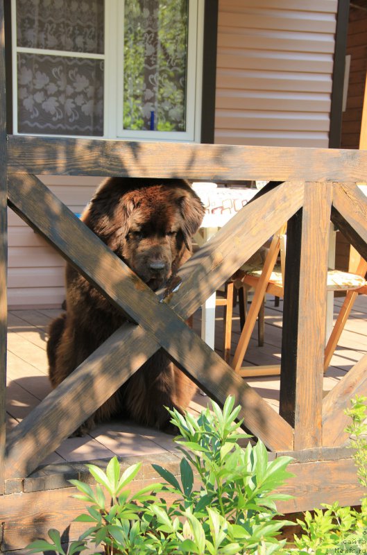 Фото: ньюфаундленд Черный Шарм Ангельская Красота (Chernyi Sharm Angel'skaya Krasota)