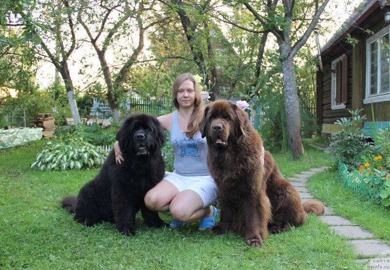 Фото: ньюфаундленд Чанси из Золотого Треугольника, Татьяна Розанова, ньюфаундленд Черный Шарм Ангельская Красота (Chernyi Sharm Angel'skaya Krasota)