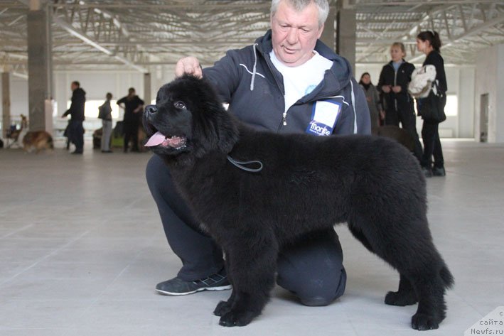 Фото: ньюфаундленд Жоржетта с Берега Дона (Zhorzhetta s Berega Dona)