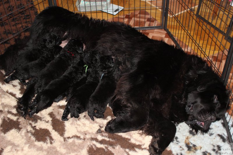 Фото: дети, ньюфаундленд Смигар Легенда Весны (Smigar Legenda Vesny)