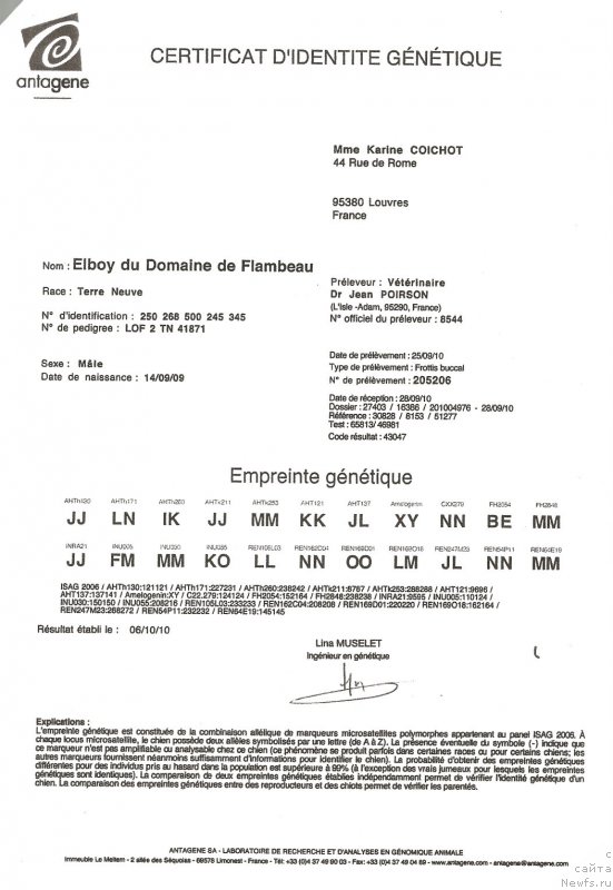 Фото: ньюфаундленд Elboy du Domaine de Flambeau