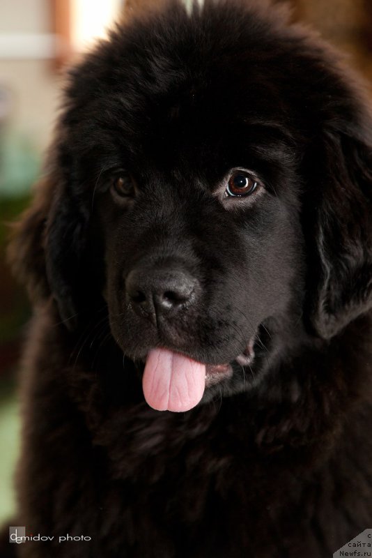 Фото: ньюфаундленд Белкондер-Клаб Бьянка Маруша (Belkonder-Club Bianca Marussia)