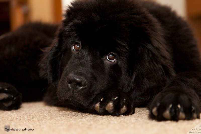 Фото: ньюфаундленд Белкондер-Клаб Бьянка Маруша (Belkonder-Club Bianca Marussia)