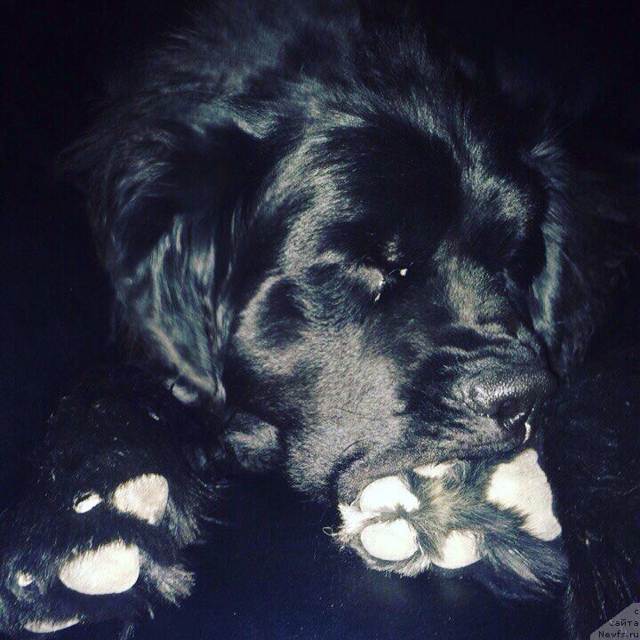 Фото: ньюфаундленд Всем на Загляденье Роял Велвет