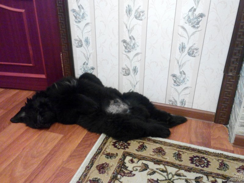 Фото: ньюфаундленд Дамский Каприз Забавный Мишка