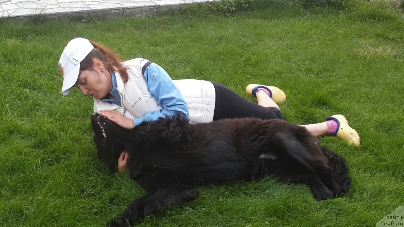 Фото: ньюфаундленд Ньюфорт Власть Огня