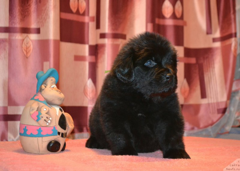 Фото: Дети, ньюфаундленд Акватория Келвин Шарлиз (Aquatoriya Kelvin Sharliz), ньюфаундленд Симбад Покоритель Морей