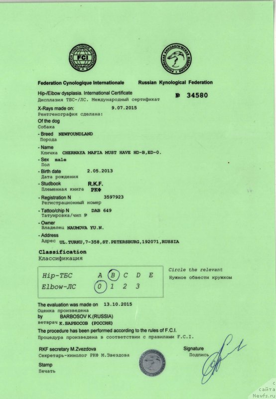 Фото: ньюфаундленд Черная Мафия Муст Хаве (Chernaya Mafia Must Have)