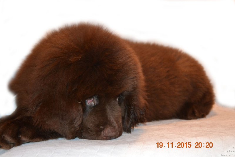 Фото: ньюфаундленд Черный Балу Златовласка