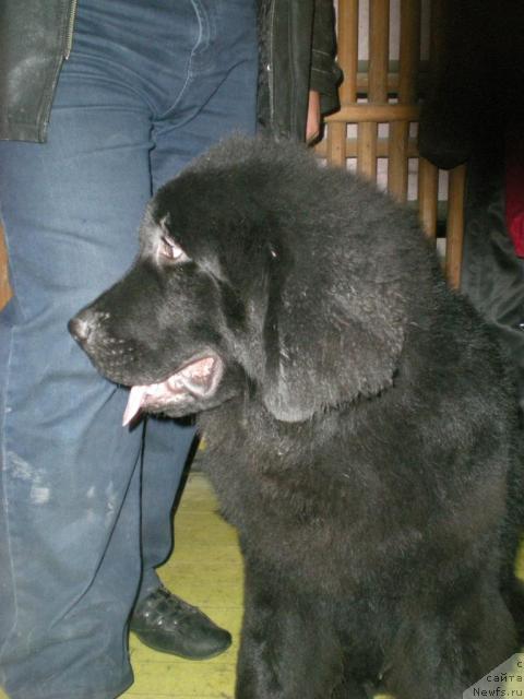 Фото: [фараон]