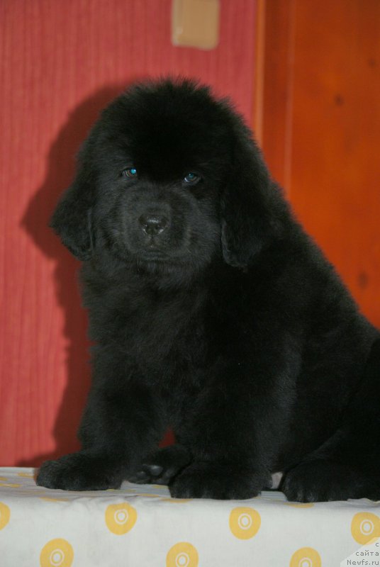 Фото: ньюфаундленд Моя Стихия Лэнд Ровер