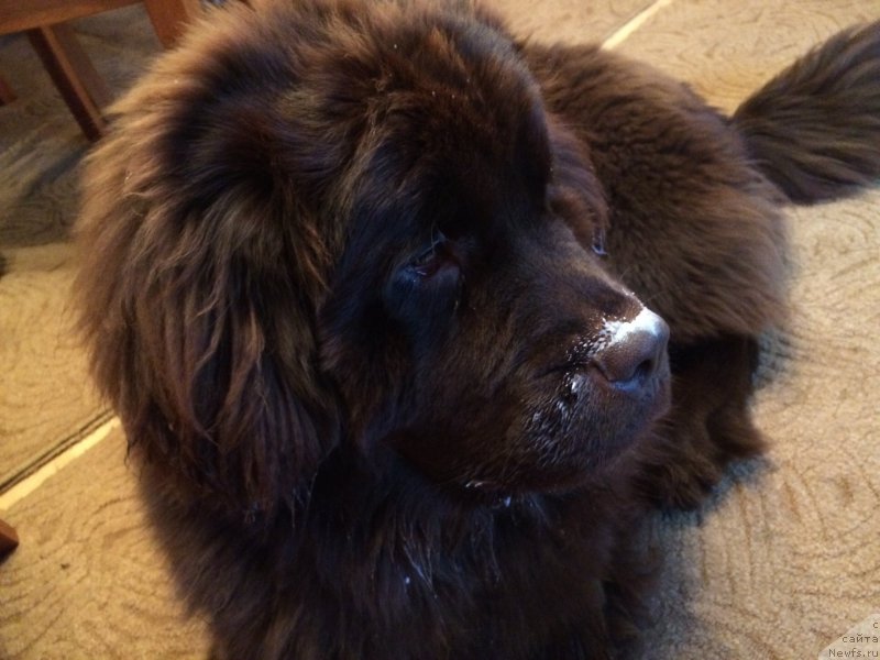 Фото: ньюфаундленд Ньюфорт Васаби