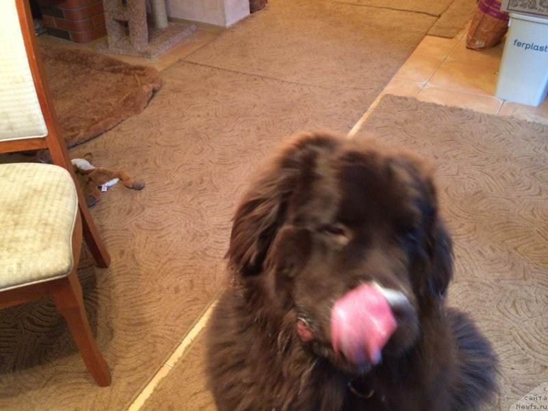 Фото: ньюфаундленд Ньюфорт Васаби