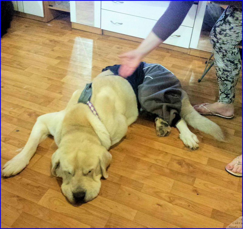 Фотография № 196286