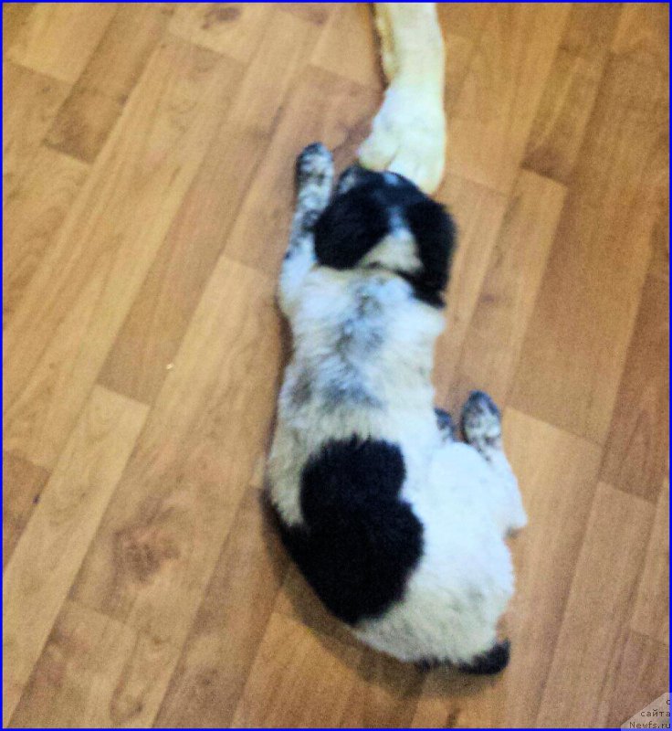 Фотография № 196290