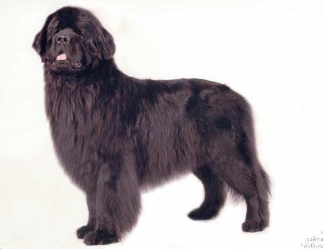 Фото: ньюфаундленд Виват Вялiкi Мядзведзь (Vivat Vialiki Miadzvedz)