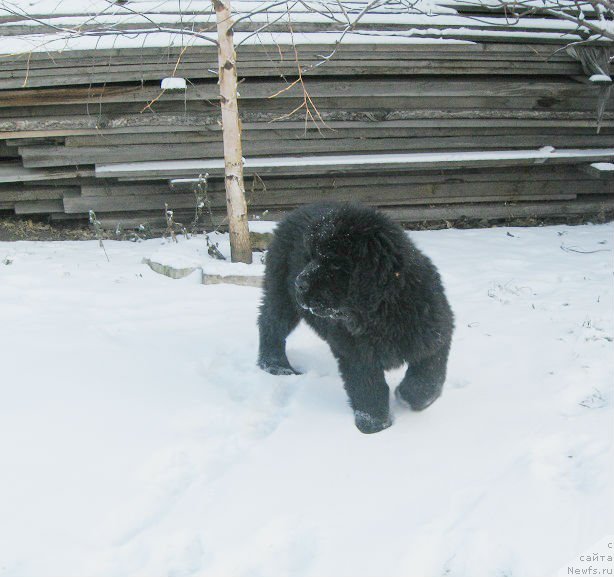 Фото: ньюфаундленд С'Нежная Вьюга Биг Рашшен Босс