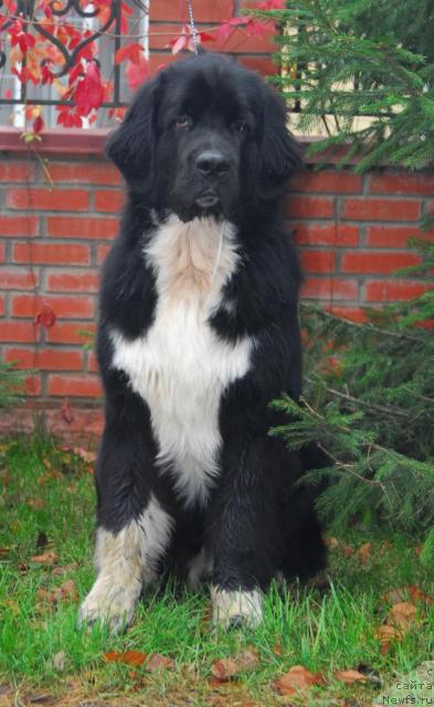 Фото: ньюфаундленд Питерньюф Жить Хорошо (Piternyuf Zhit' Horosho)