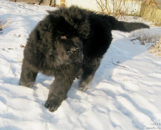 Фотография № 196310