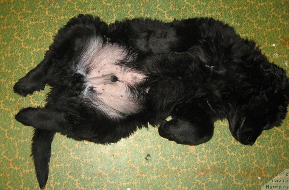 Фото: ньюфаундленд С'Нежная Вьюга Биг Рашшен Босс