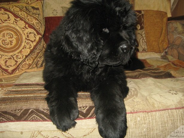Фото: ньюфаундленд С'Нежная Вьюга Биг Рашшен Босс