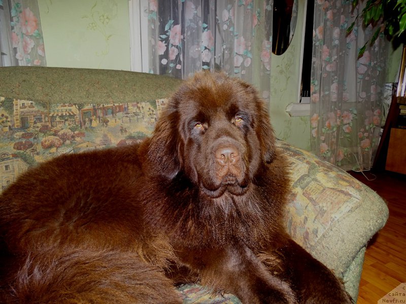 Фото: ньюфаундленд Ньюфорт Вивиан