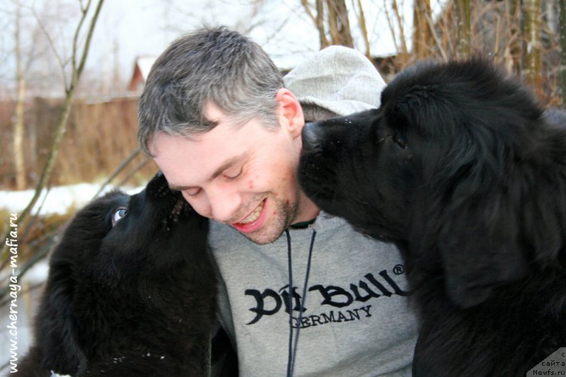 Фото: ньюфаундленд Черная Мафия Алл Ригхтс Ресервед (Chernaya Mafia Аll Rights Reserved), ньюфаундленд Черная Мафия Шенген Виза (Chernaya Mafia Shengen Visa)