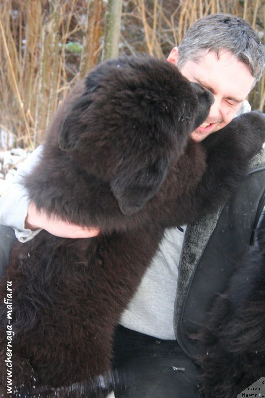 Фото: ньюфаундленд Черная Мафия Алл Ригхтс Ресервед (Chernaya Mafia Аll Rights Reserved)