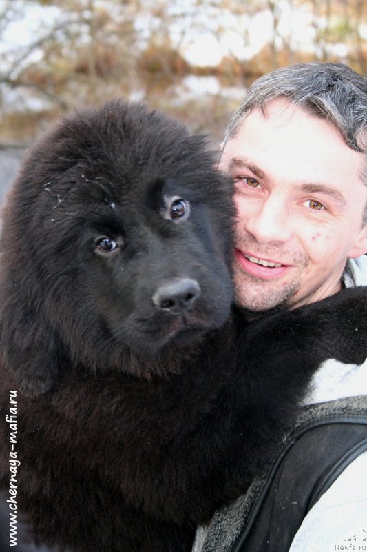 Фото: ньюфаундленд Черная Мафия Алл Ригхтс Ресервед (Chernaya Mafia Аll Rights Reserved)