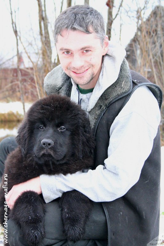 Фото: ньюфаундленд Черная Мафия Алл Ригхтс Ресервед (Chernaya Mafia Аll Rights Reserved)