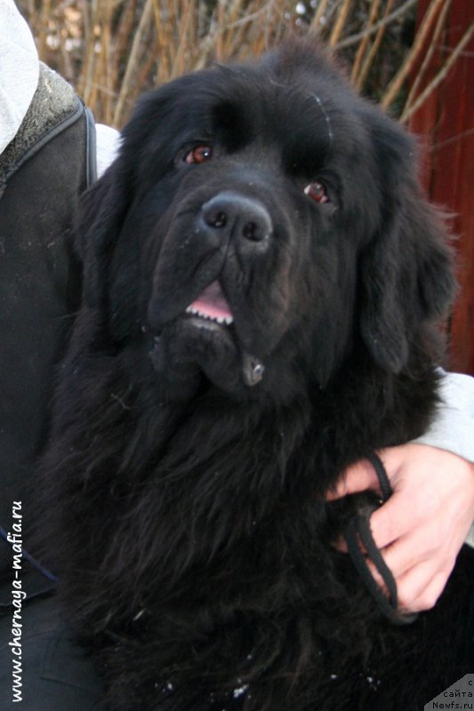 Фото: ньюфаундленд Черная Мафия Шенген Виза (Chernaya Mafia Shengen Visa)