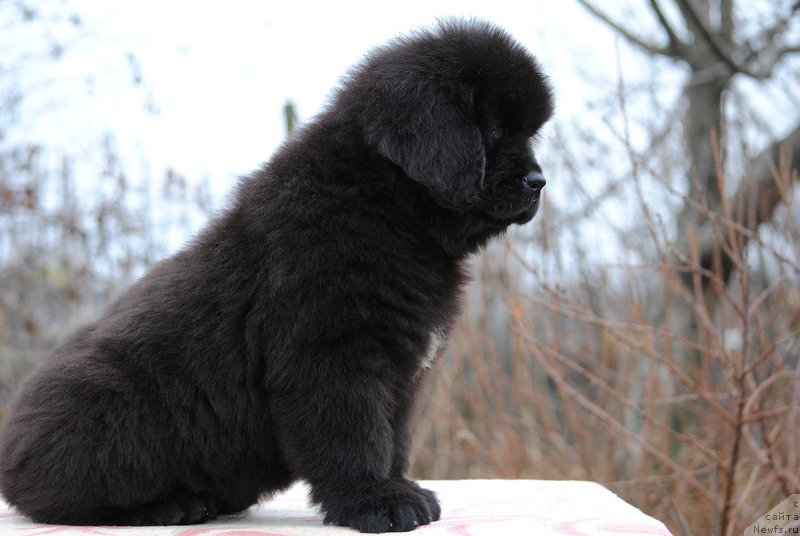 Фотография № 196327