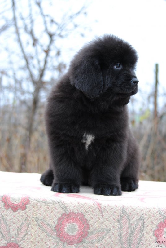 Фотография № 196329