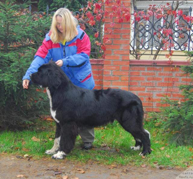 Фото: ньюфаундленд Питерньюф Жить Хорошо (Piternyuf Zhit' Horosho)