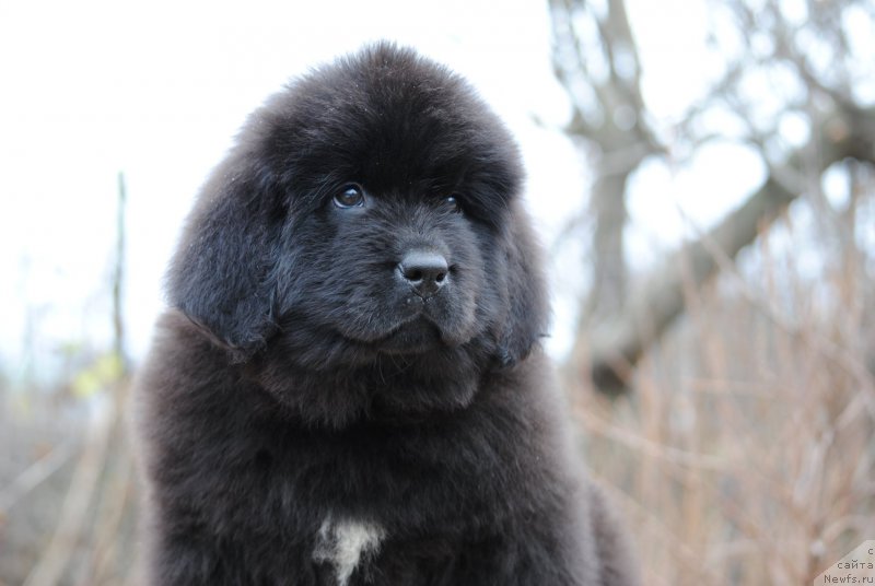 Фотография № 196331