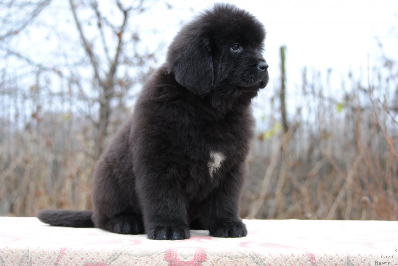 Фотография № 196332