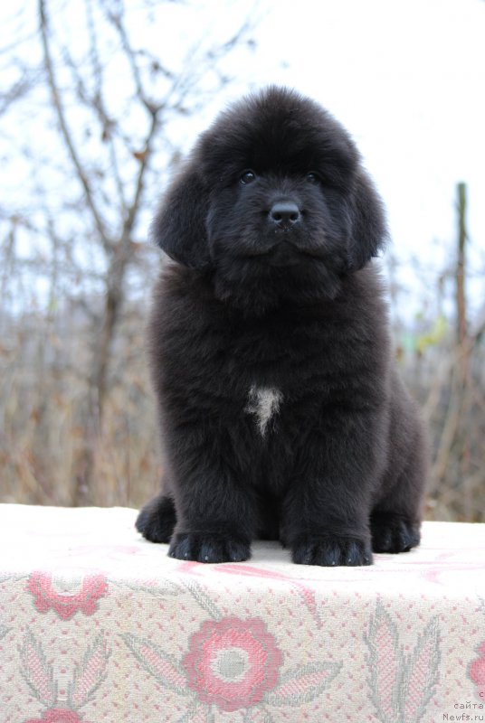 Фотография № 196333