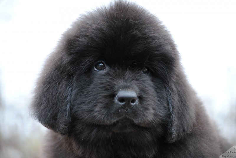 Фотография № 196334