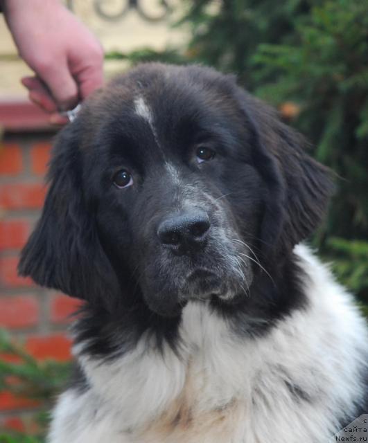 Фото: ньюфаундленд Сент Джонс Пеппи Длинный Чулок (Sent Djons Peppi Dlinny Chulok)